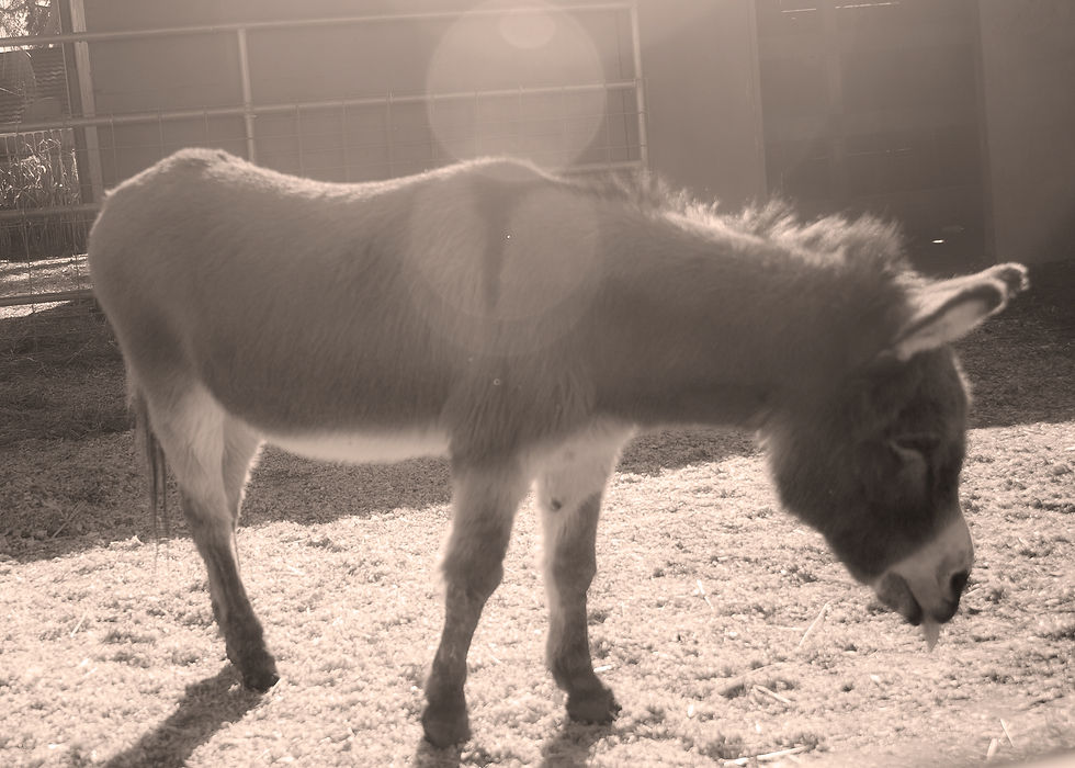 Goleta_LarryDonkey