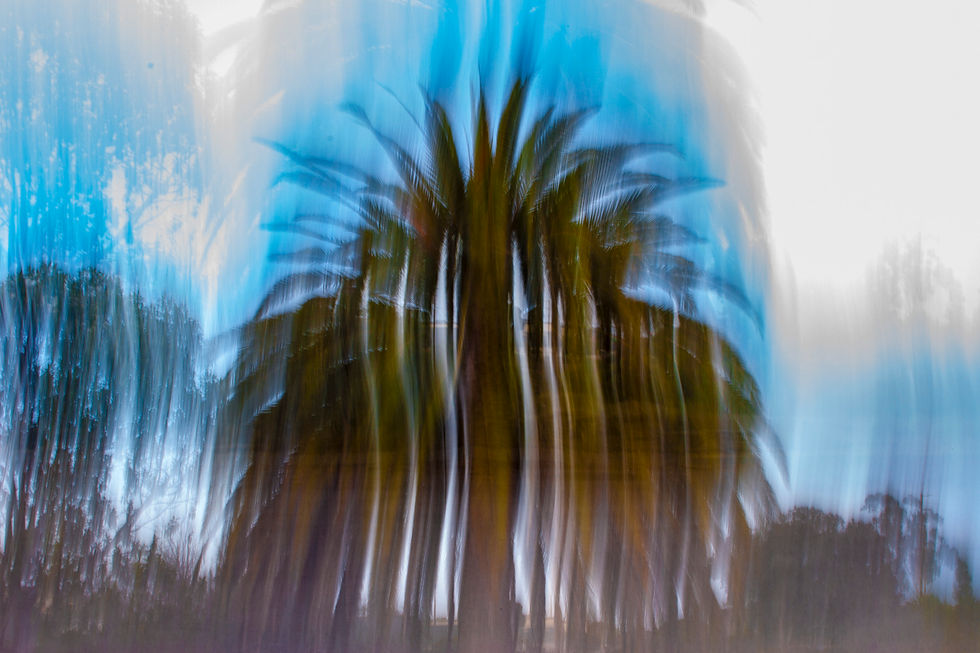Eymann_Portfolio09PalmTree (1 of 1)