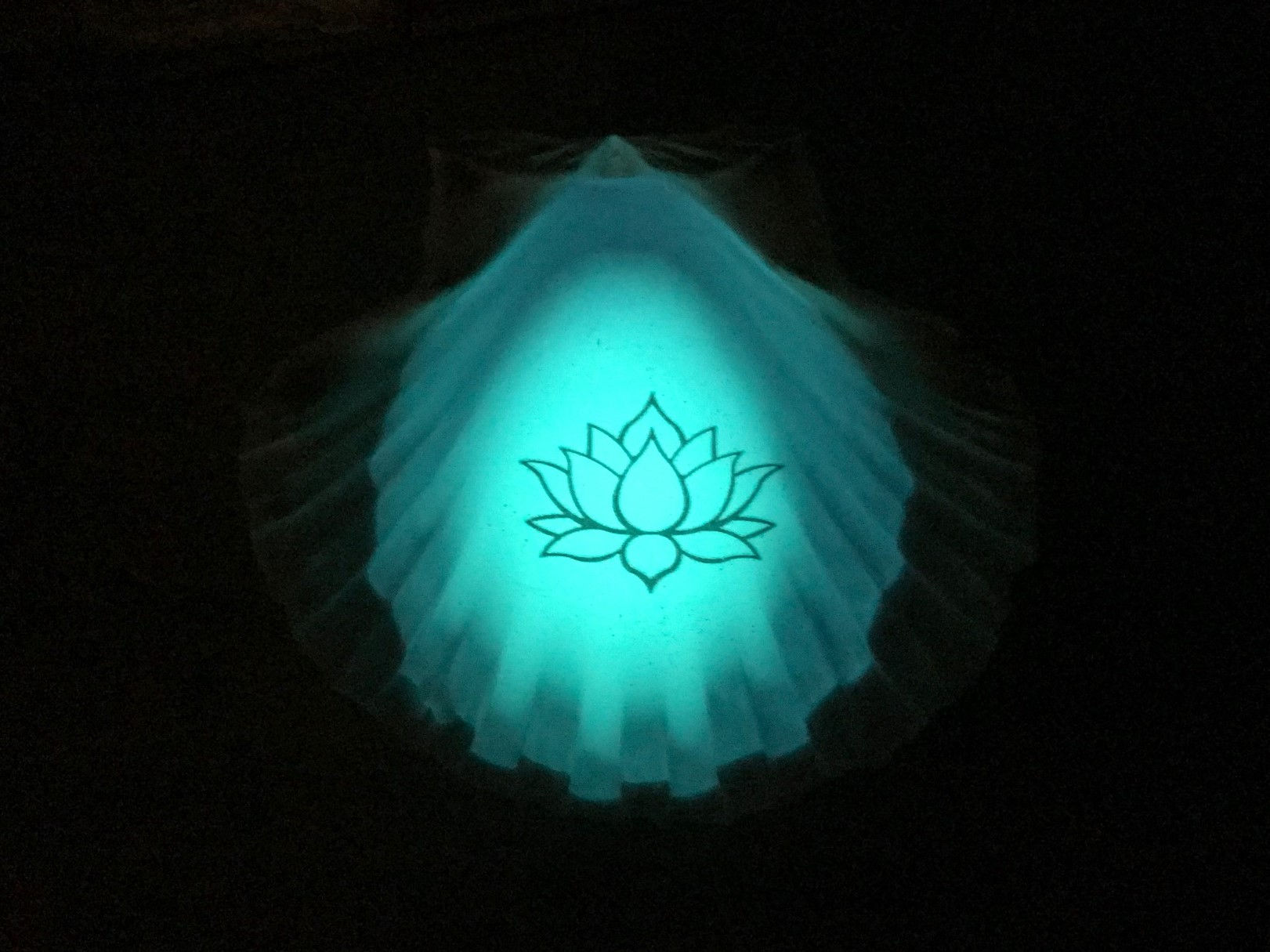 Afterglow Scallop shells