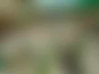 Império Serrano realiza semifinal do concurso de samba-enredo nesta sexta (10)