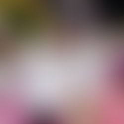 Porto da Pedra anuncia Alex Carvalho e Caio Cidrini como carnavalescos para o Carnaval 2027