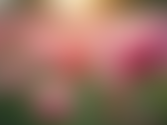 Onderhoud van uw Tuin door Tuinen Topro