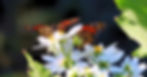 monarch butterflies