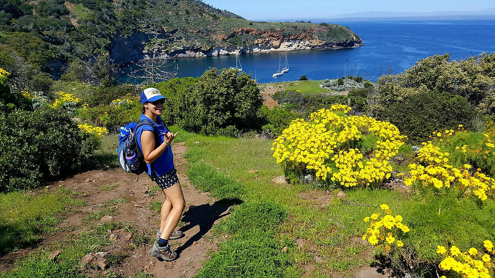 Coreopsis in bloom near Pelican Bay (in background) - Santa Cruz Island, Prisoners Harbor landing