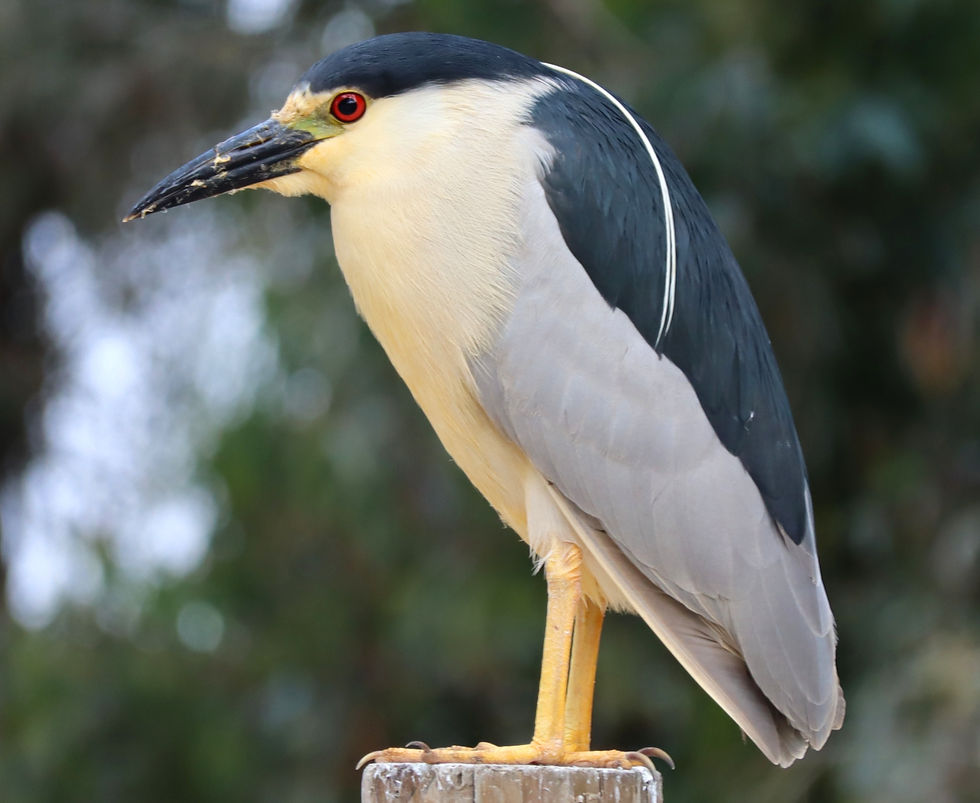night heron