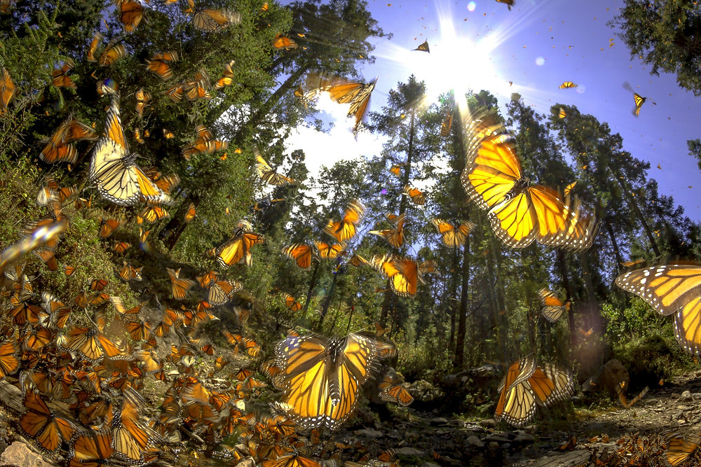 Discovering the Best Activities to Do in Pacific Grove and Monterey ...