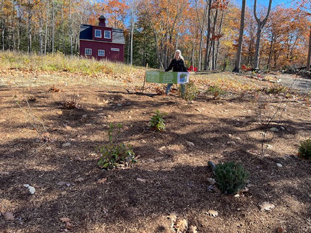 An Idea Becomes Reality: Planting a Hedgerow Through the Conservation Opportunity Fund