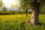 tree-ge391160cb_1920.jpg