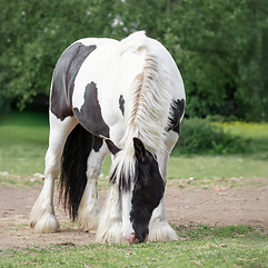 Aim High UK's Skills for Working Life Entry Level 2 Horse Care course uses horses from Ride High Equestrian Centre