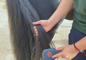 Grooming a horse at Aim High UK