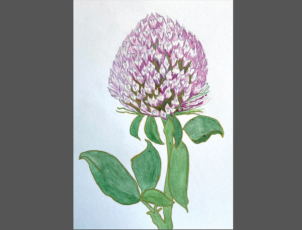Pink Clover