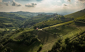 AZIENDA VITIVINICOLA