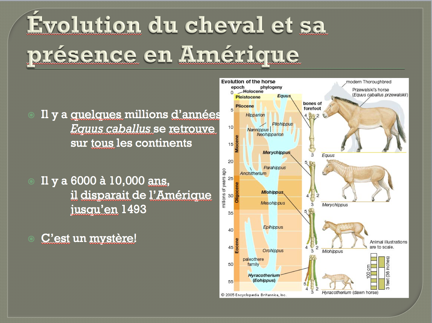 Le cheval canadien