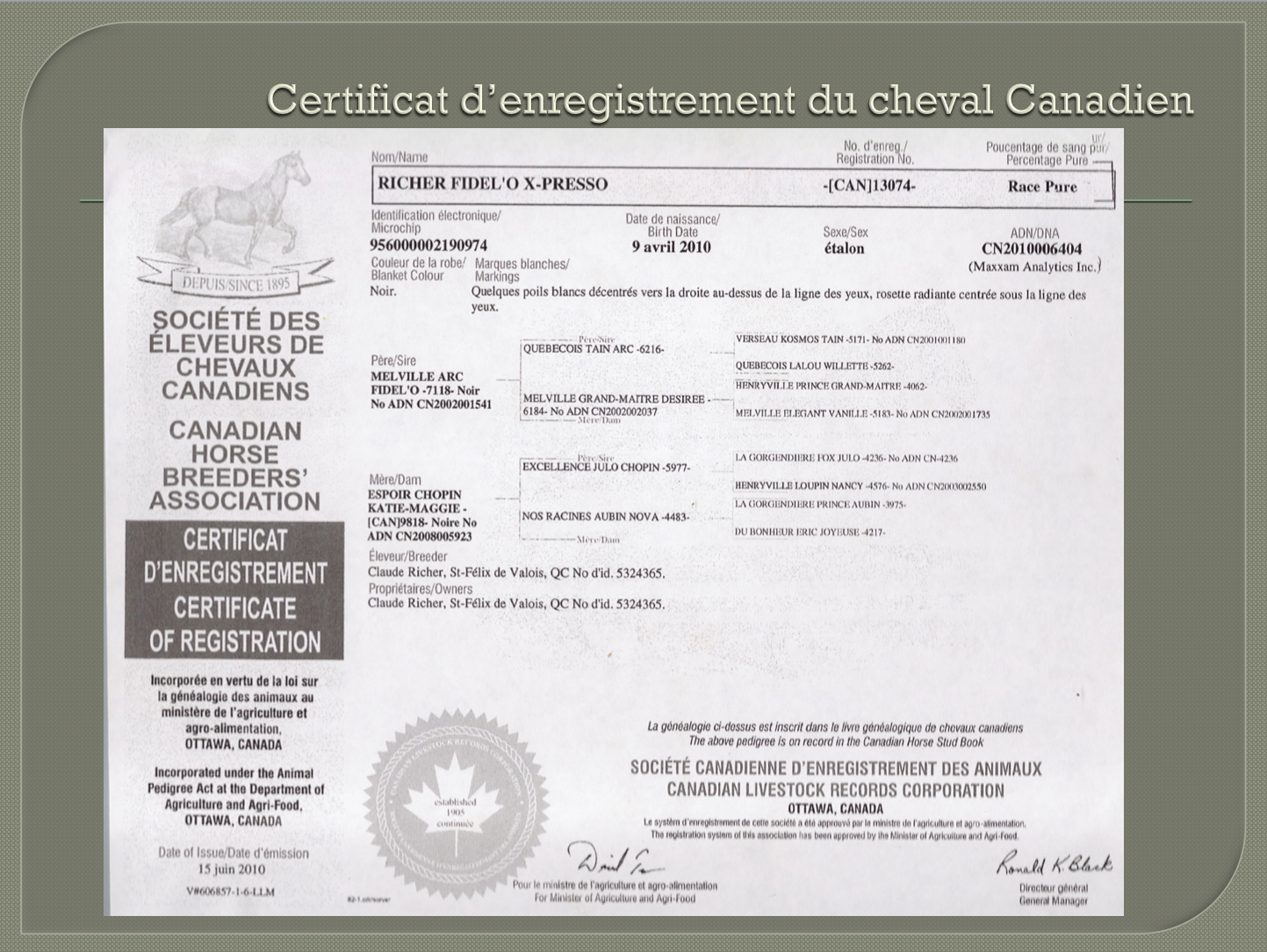 Le cheval canadien