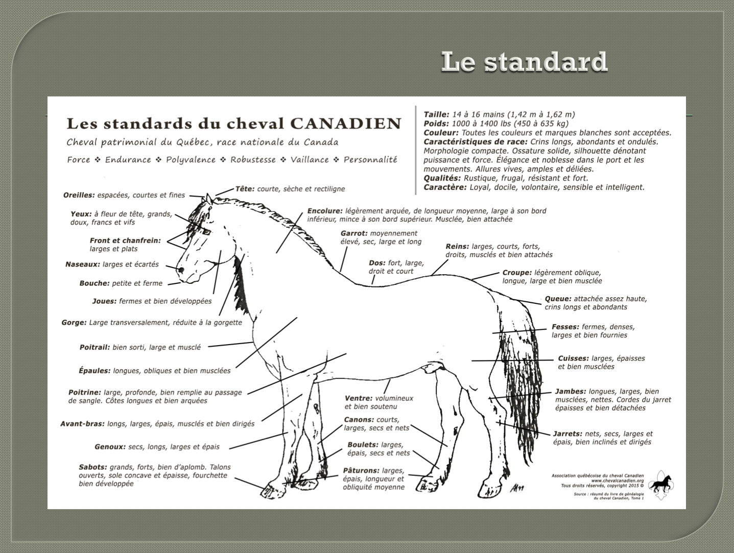 Le cheval canadien