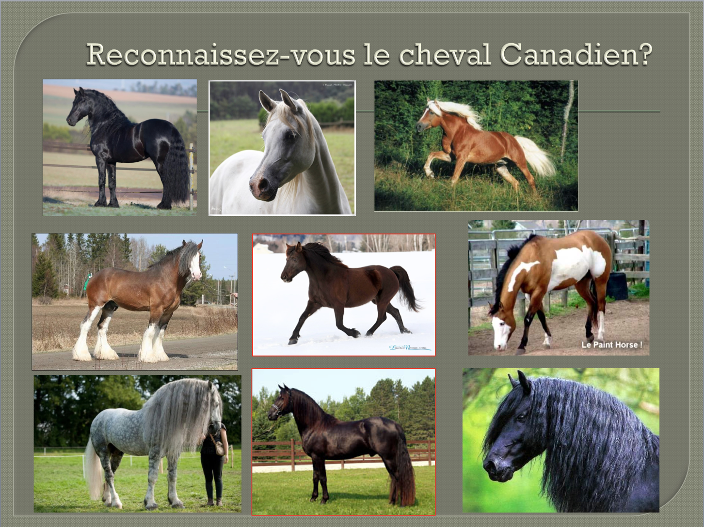 Le cheval canadien