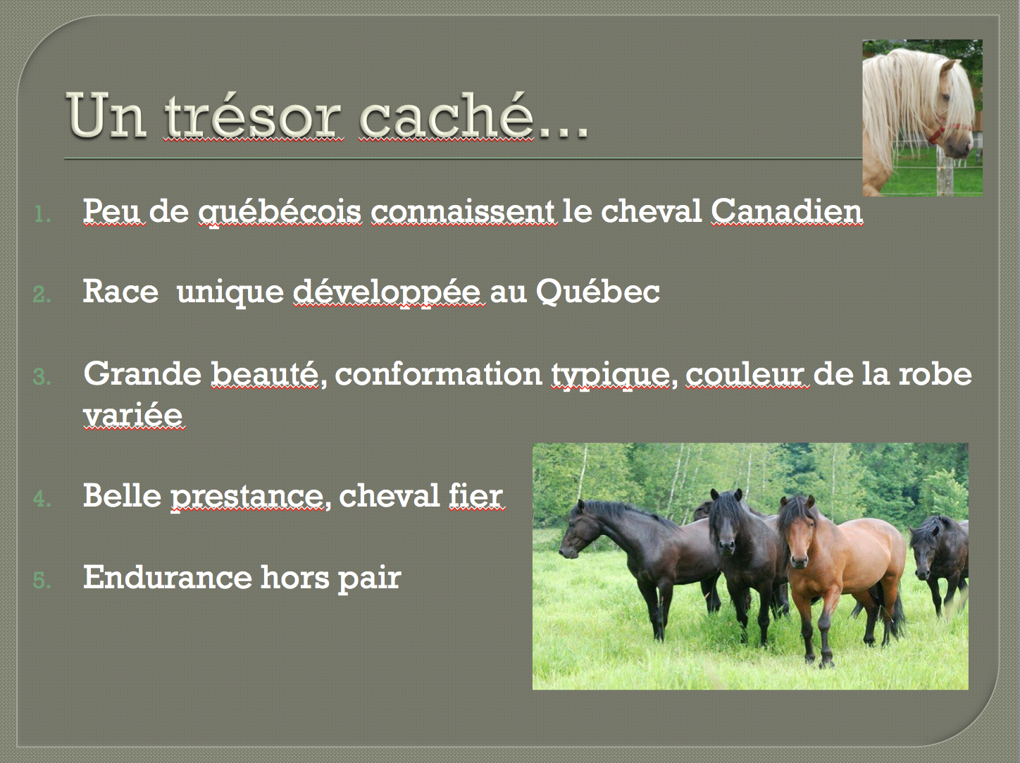 Le cheval canadien