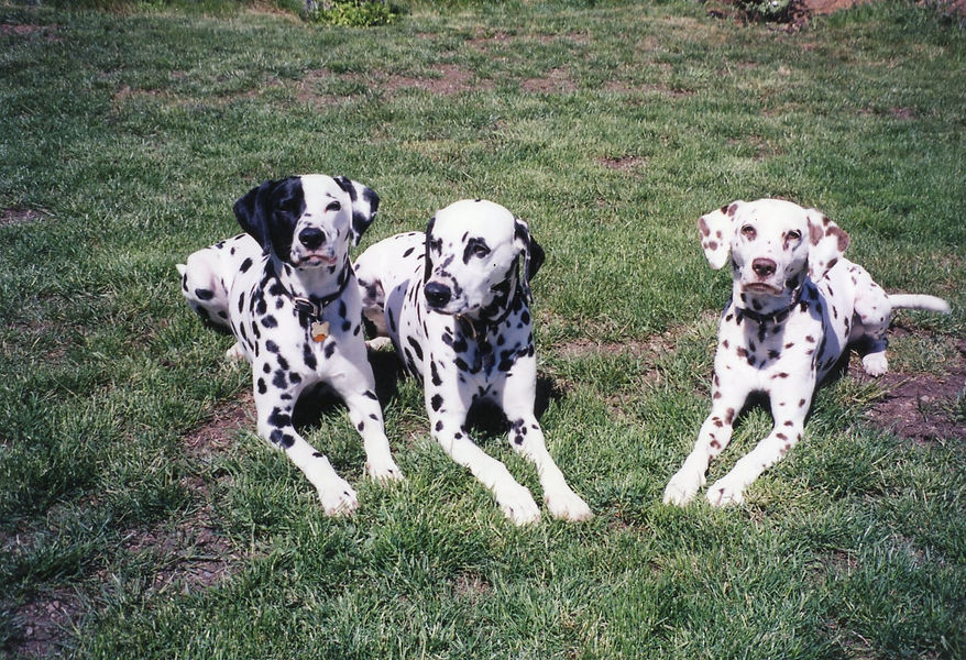 Duke Roso Diamond.jpg