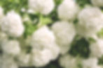 pexels-photo-129631.jpeg