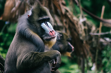 mandrills-are-the-largest-of-all-monkeys