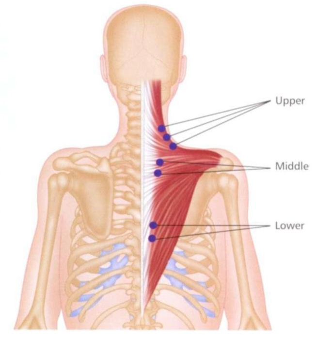 Periscapular refers to the structures and muscles located around the shoulder blade (scapula)