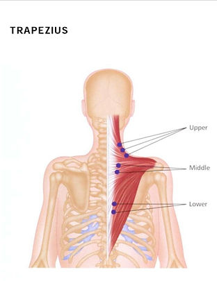 Myofascial Trigger Points (TrPs) are hyperirritable spots in a taut skeletal muscle band and facia. Common TrPs on Trapezius Muscle and Research estimates that up to 97.5% of cases of myofascial pain syndrome involve the upper trapezius muscle