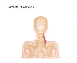 Levator Scapulae