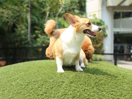 Does Artificial Turf Drain Well?