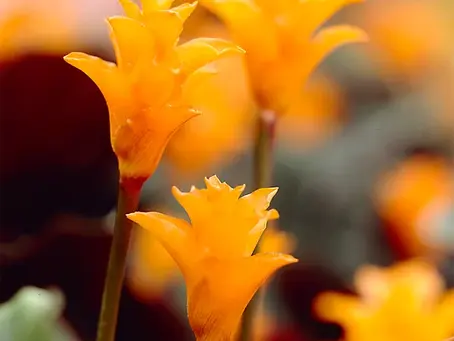 Prenditi cura correttamente della Calathea Crocata
