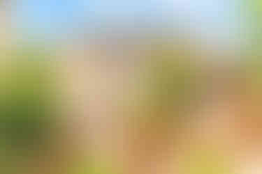 Semi-detached house, 2 levels, trees and bushes and paving stones