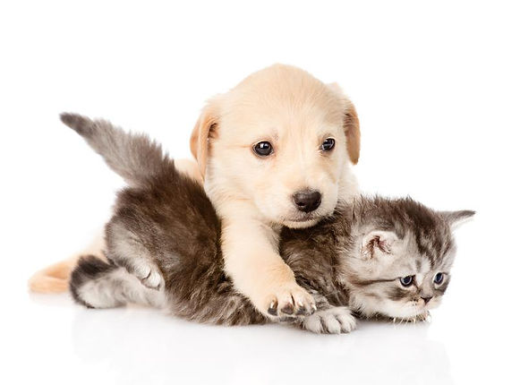 chien et chat qui joue, dogma
