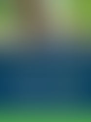 O que é Supervisão Ambiental por Vias Soluções Ambientais