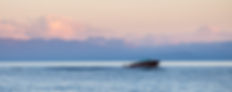 TImeless Header.jpeg