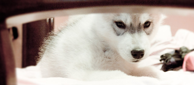 хаски щенок цуценя [fcrb husky puppy