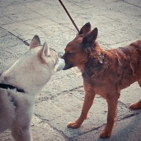 husky and dog соціалізація собаки хаскі Варна