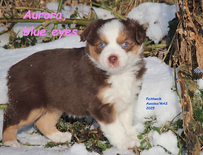 Aurora 5 wks snow cn.jpg