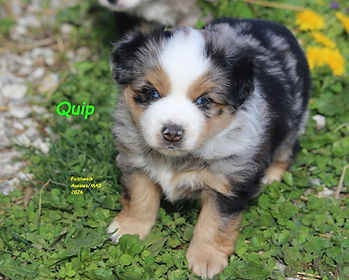 Quip 4 wks flowers cn.jpg