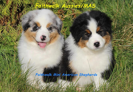 blue merle black tri Miniature American Shepherd puppies mini Aussie puppies Faithwalk