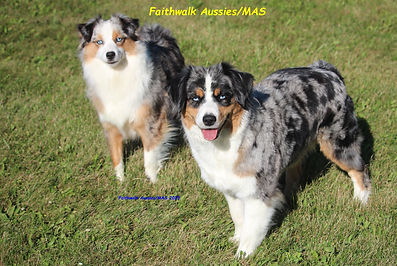blue merle mini Aussie, Faithwalk Aussies, Faithwalk Miniature American Shepherds, Aussie breeder Michigan