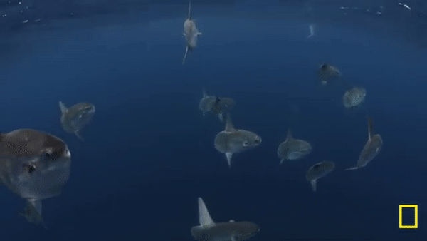 翻車魚:艱難而勵志的一生