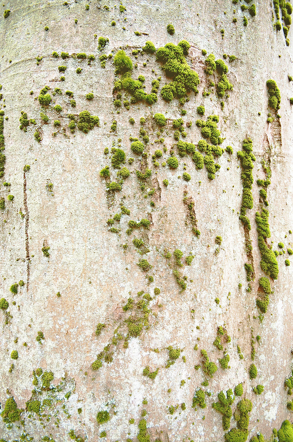 kernencontour-william-claeys-tree-moos