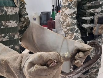 Jiboia é encontrada em vaso sanitário de barbearia em Vitória da Conquista