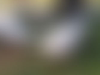 Raio atinge rebanho e mata 16 cabeças de gado na zona rural de Piripá