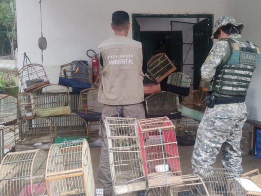 Fiscalização resgata 73 aves e apreende mais de 100 gaiolas em operação contra tráfico de animais em Conquista
