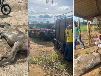PRF resgata cavalo em situação crítica e investiga possível caso de maus-tratos em Poções