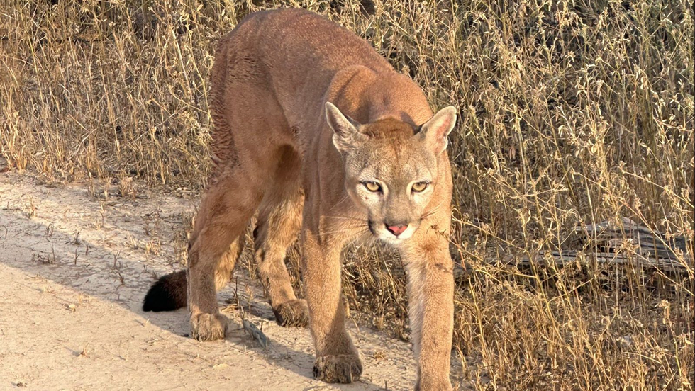 Onça-parda reabilitada em Vitória da Conquista é devolvida à natureza após um ano de cuidados