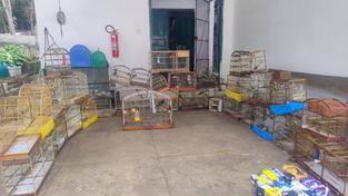 Operação resgata 47 pássaros silvestres em feira de Vitória da Conquista