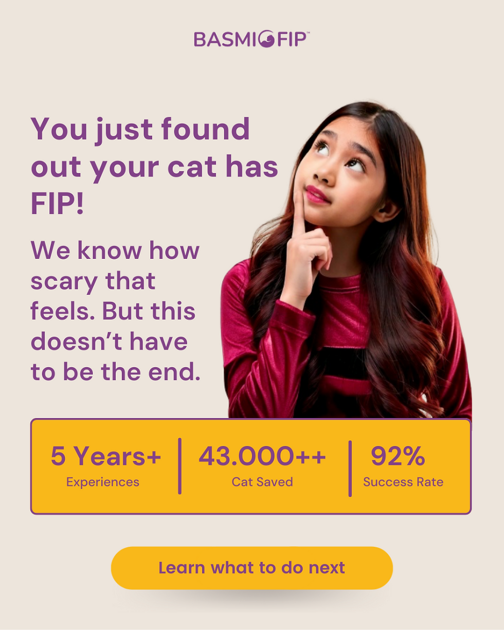 You just found out your cat has FIP!