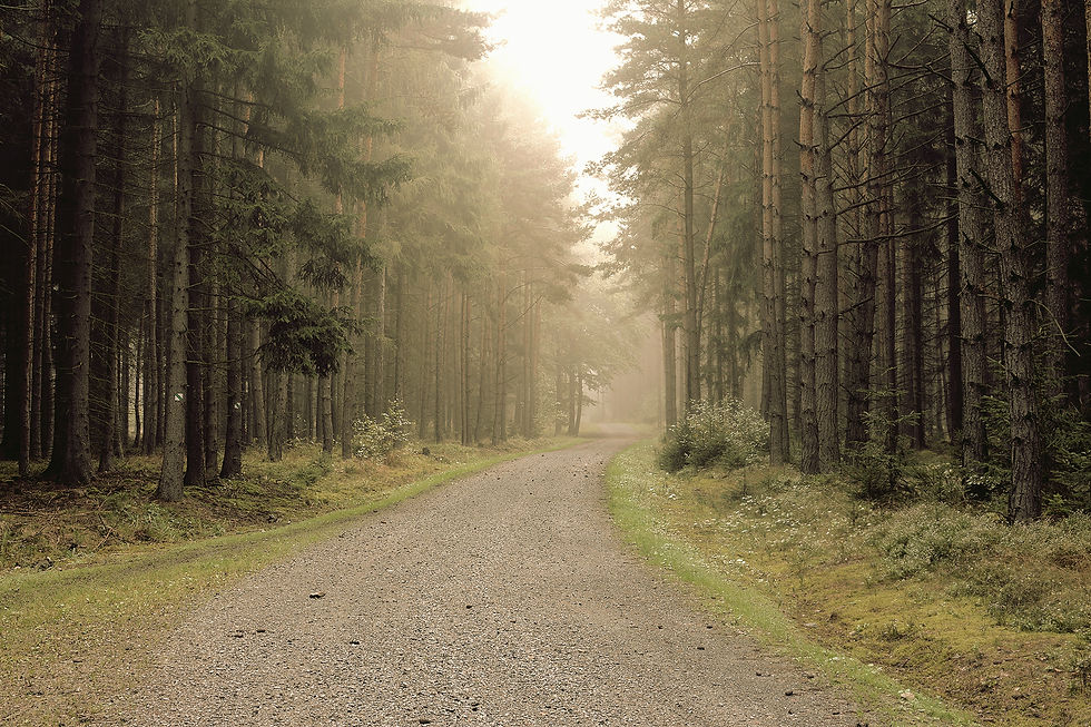 Path through a forest lined with tall trees, symbolizing a journey