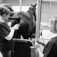 Stocks for Safe Mare Handling